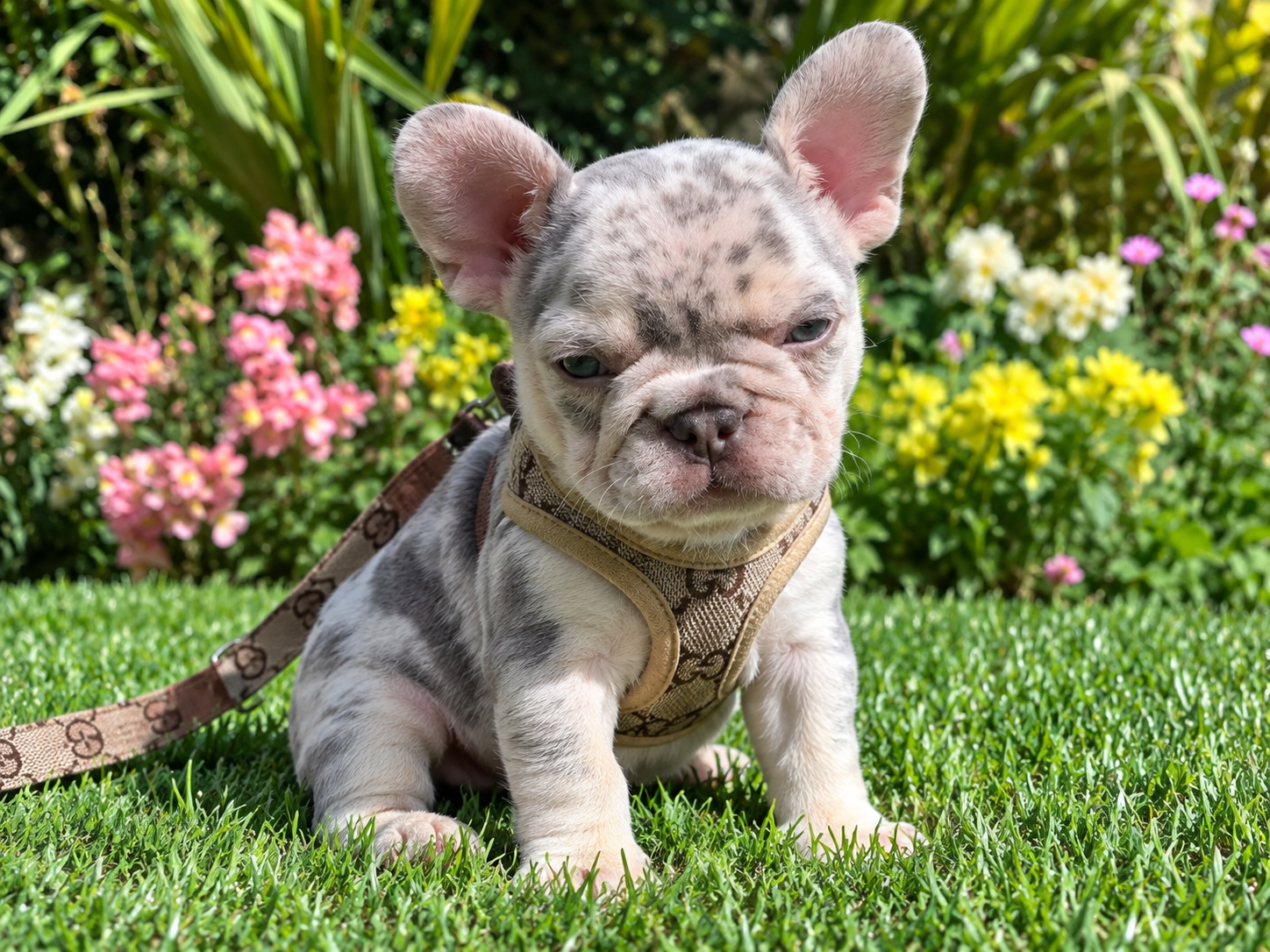 Ruby, Lilac Merle female French Bulldog puppy